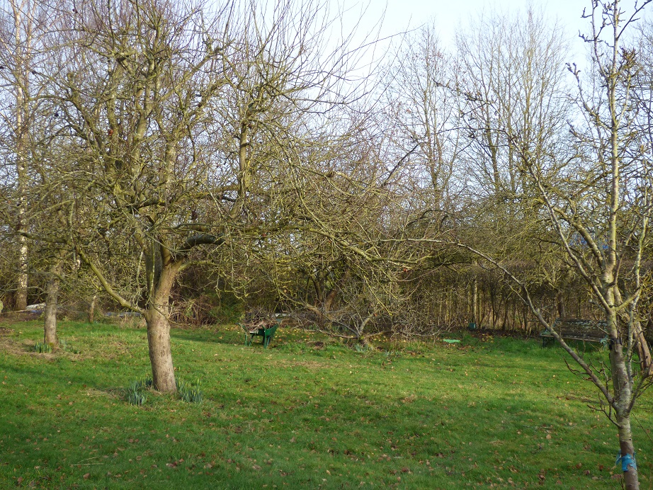 Winter pruning underway in the orchard