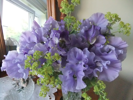 Pale blue sweet peas with lime green Alchemilla