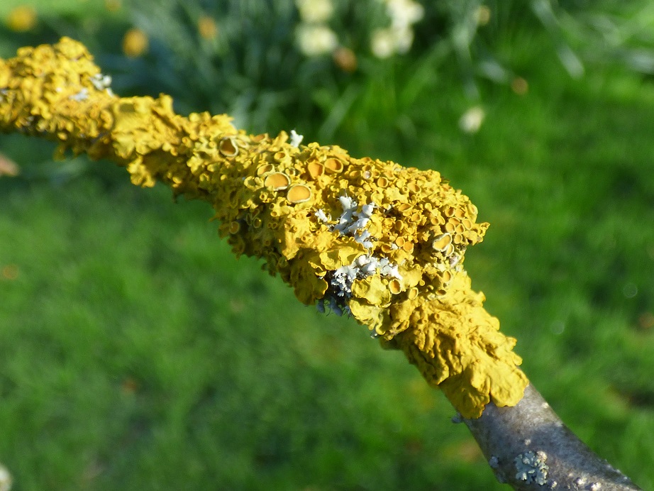 Yellow foliose (?) lichen on Apple