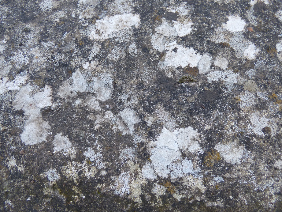 White crustose lichen on wall