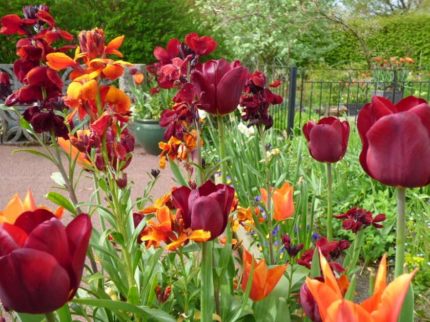 Tulip Jan Reus mixed with Ballerina and scented Fire King and Blood Red wallflowers