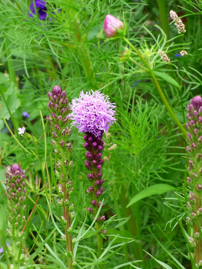 Purple Liatris opens initially from the top of the flower