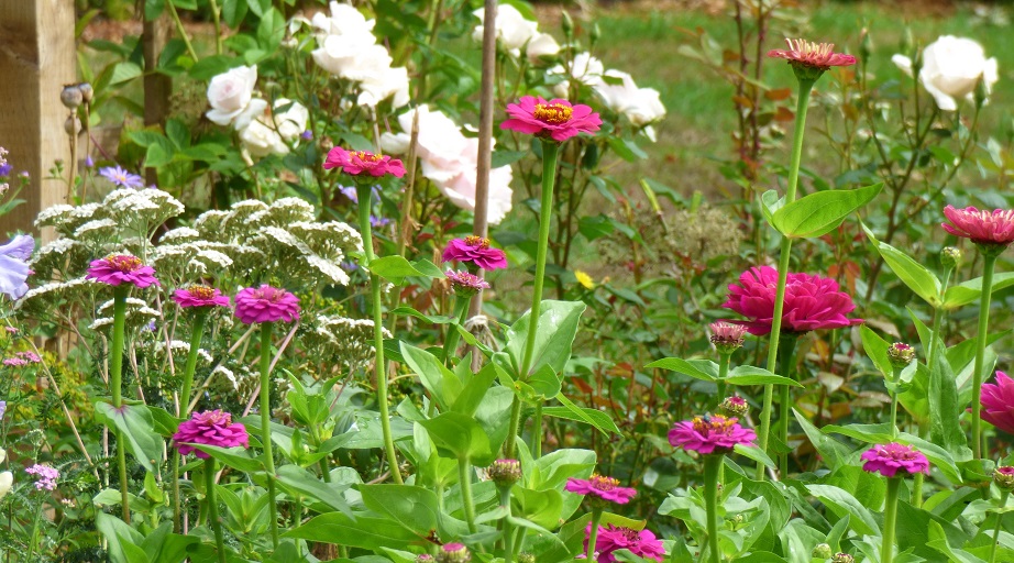 Zinnia elegans – a hot climate plant from Mexico loving the 2018 UK heatwave