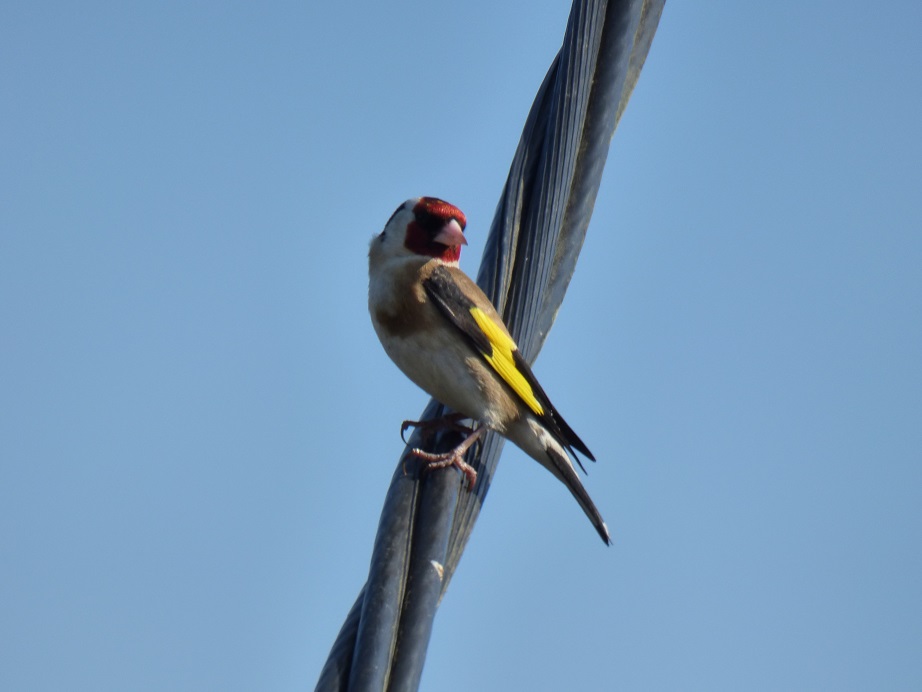 Goldfinch – a colourful winter resident