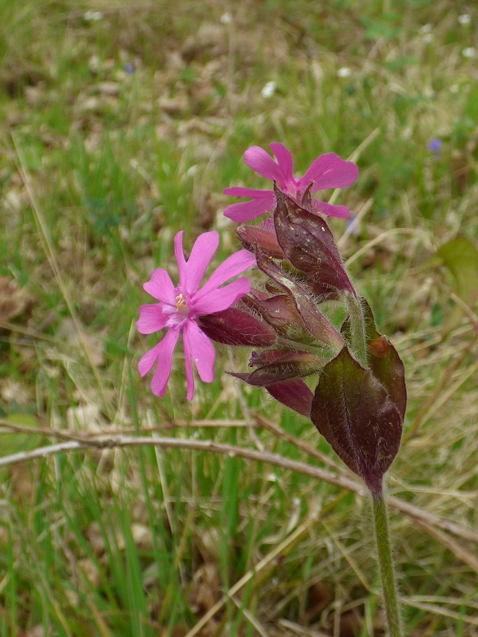 P1020620 Red Campion - Silene dioica