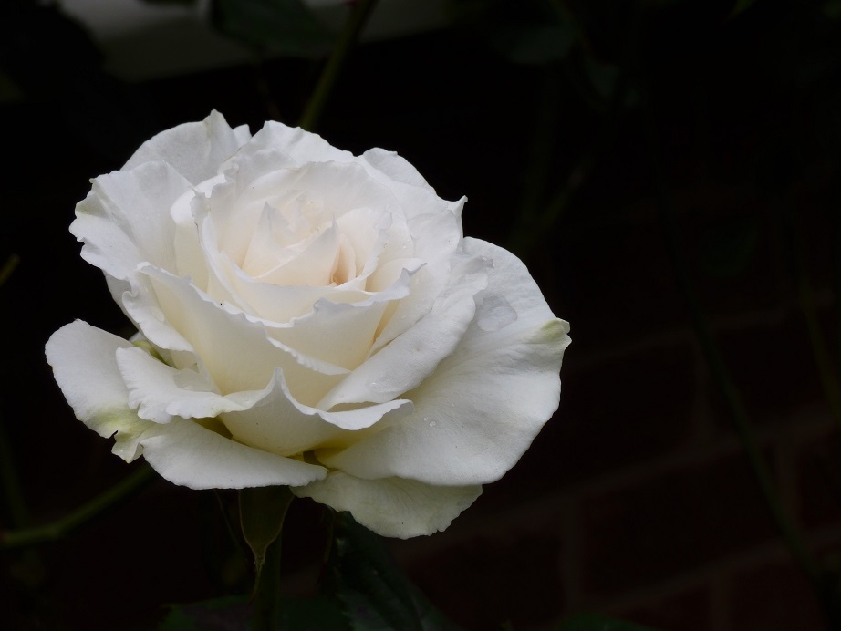 Rose of the day – Margaret Merrill